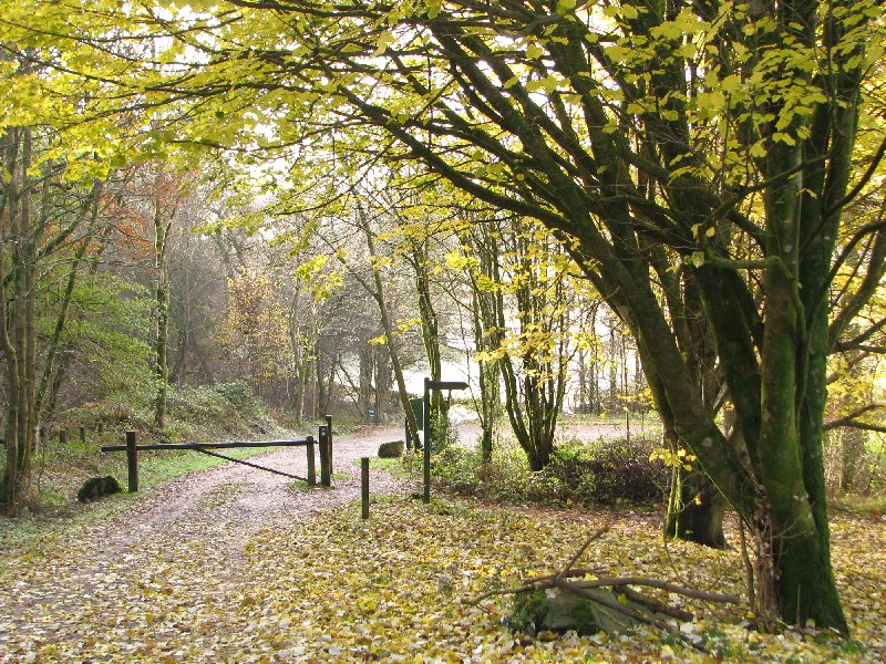 The luminous quality of light in this photo lends a delicacy of touch to the pretty autumn leaves that grace the trees and forest ground. (Photo courtesy of www.lakelandcam.co.uk.)