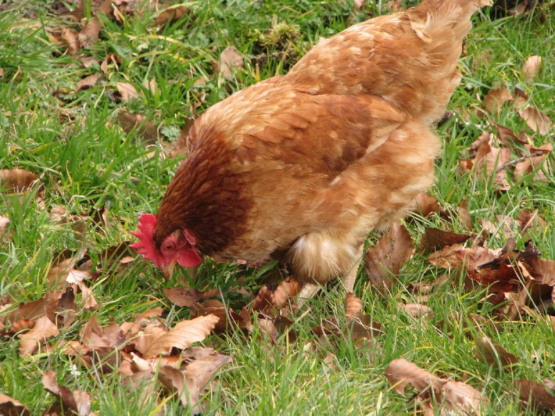 Contented hens produce tasty eggs. 