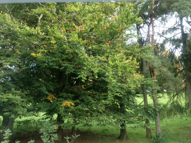 Early autumn foliage graces the woodlands behind our guest house, Blenheim Lodge. This photo was taken from The Dalesway bedroom at our Bed and Breakfast in Bowness on Windermere.