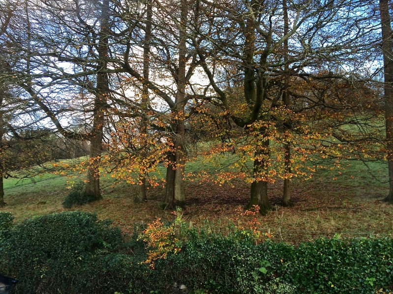 The trees are almost bald now! Our hedge, which you can see in the foreground, separates our Lodge from National Trust acres. To access these, take a minute's stroll to the footpath on the far left of the photo. This is The Dales Way Footpath leading to 4 viewpoints.