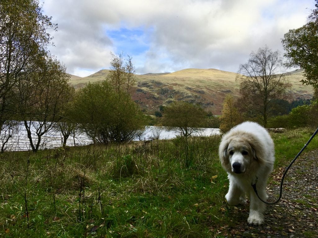 Walkies with our Pyrenean Mountain Dog at Thirlmere