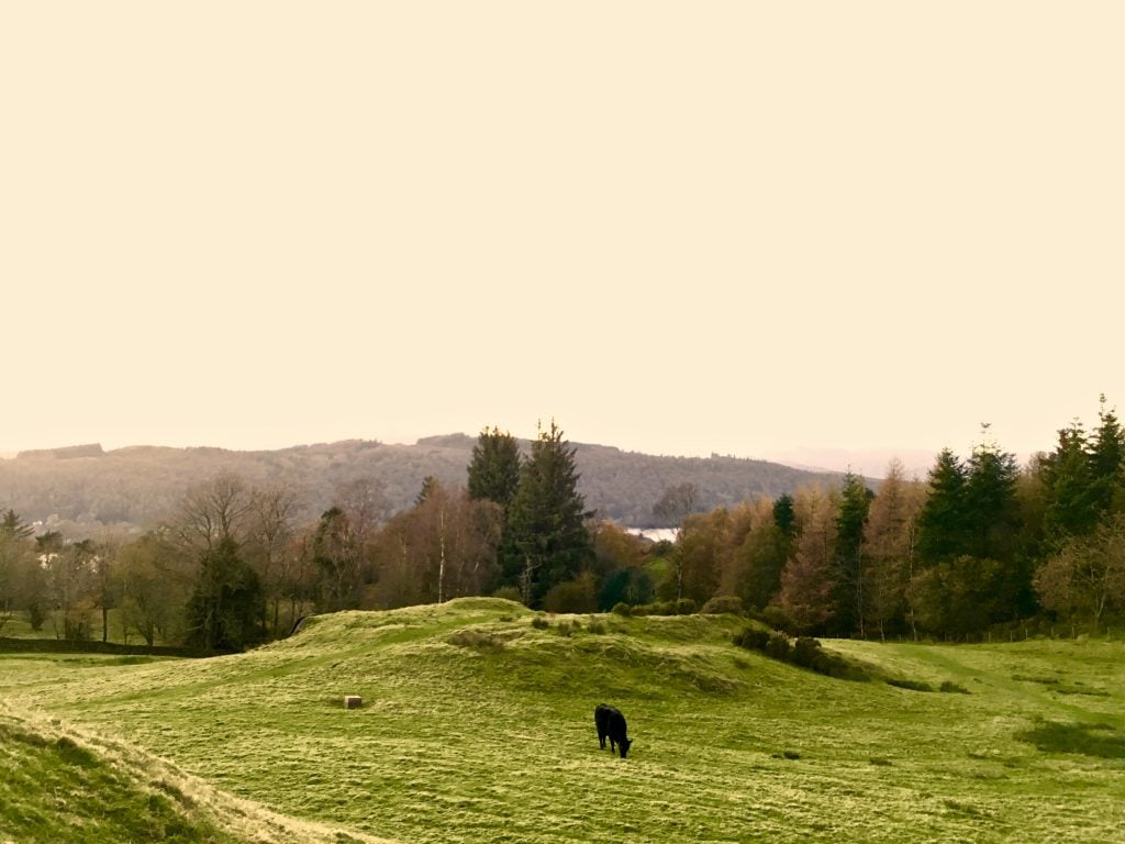 Cows graze near Blenheim Lodge, Bowness