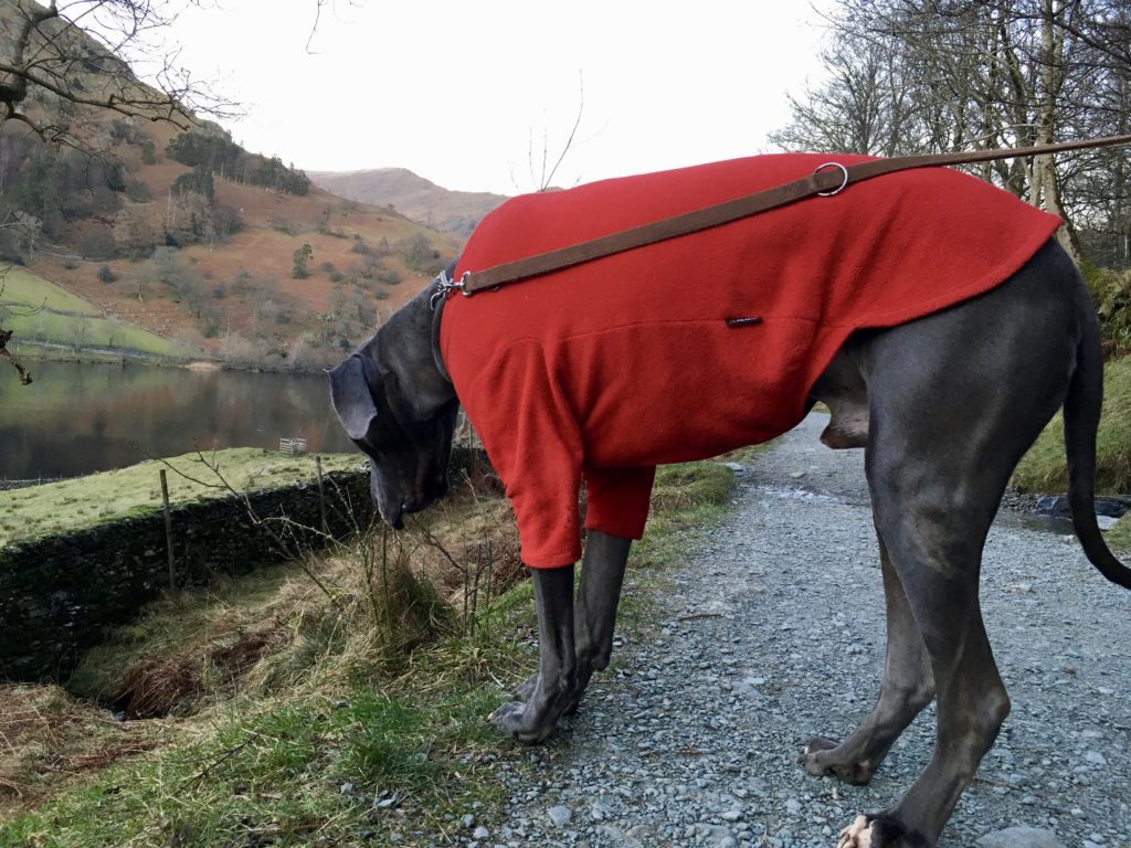 great dane, rescued dog, rydal water, lake district