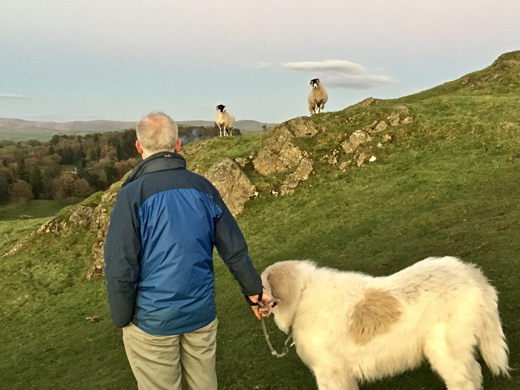 Pyrenean Mountain Dog and sheep on Brant Fell summit