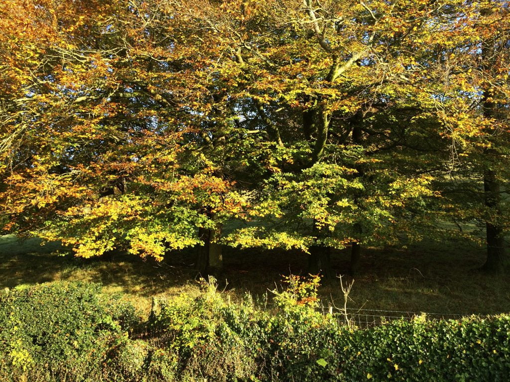 autumn colours on brant fell from blenheim lodge 